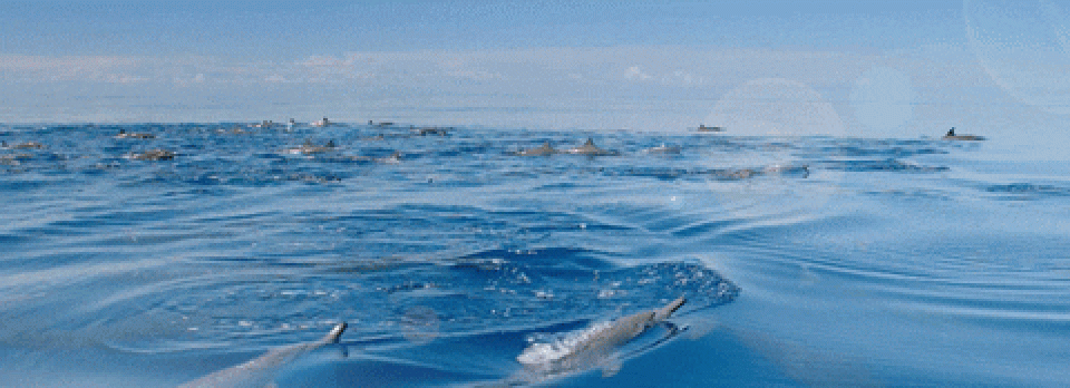 Oceans And Tolerances   🌍                                             Author – Mooky Colt